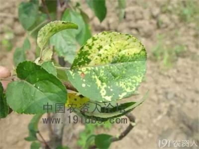 苹果花叶病 苹果花叶病